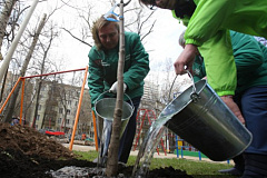 На «Активном гражданине» москвичи выбирают, в каких дворах будут высажены деревья