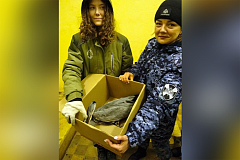 «Ледяная гостья» на охраняемом объекте: росгвардейцы спасли серую цаплю, пострадавшую от аномальных морозов в Москве